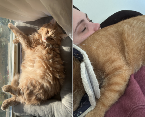 The Kitty Corner 🐈🌎🩵🧡 cover photo collage