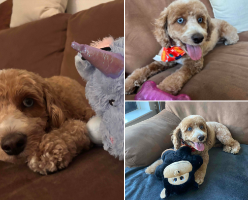 Sky’s Play Picks cover photo collage