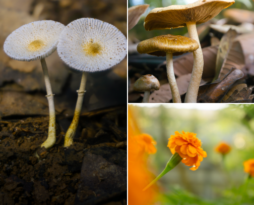 My Photo Collection cover photo collage