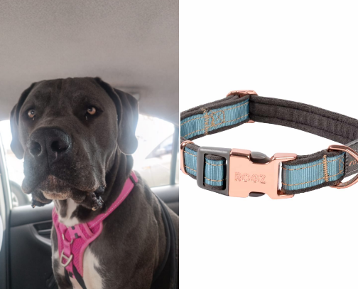 Pets cover photo collage