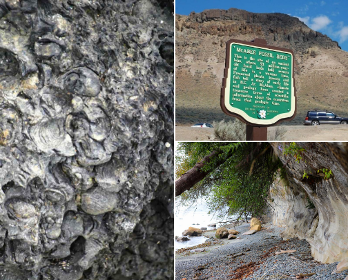 Fossil Hunting in Canada - as a hobby cover photo collage