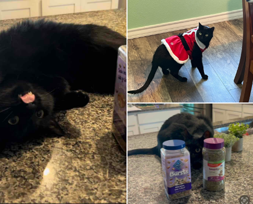 🐈‍⬛ Pets: Meet my cool cat Sammie, the mysterious, somewhat evil yet very charming black cat. Explore his favorite food, treats, toys & more! 🐈 cover photo collage