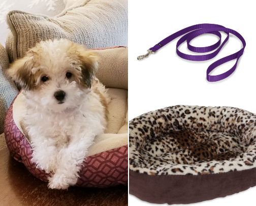 You got a new puppy, what now? cover photo collage