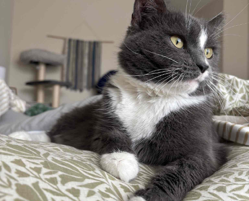 🐈‍⬛ my cat's favorite things cover photo collage