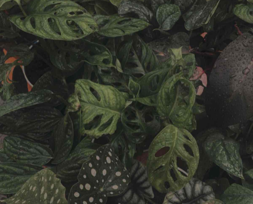 Leaf it to me 🌱✨ cover photo collage