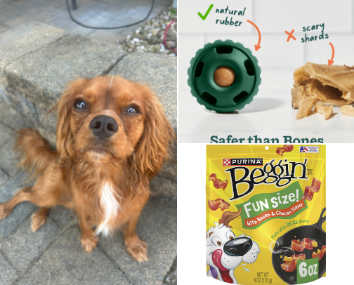 Dog Must Haves cover photo collage