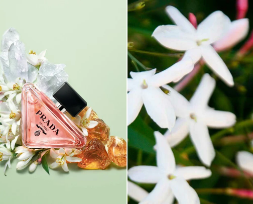 Candied Jasmines Shower Routine ft. Prada Paradoxe 🍐🌸🫧 cover photo collage