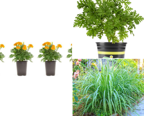 best bug banishing plants for outdoor spaces cover photo collage