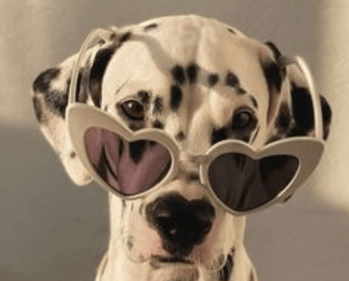 Shein pet finds cover photo collage
