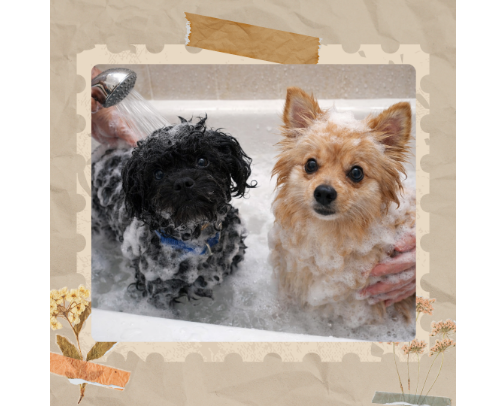 Scrub-A-Dub Pup & Fluff cover photo collage