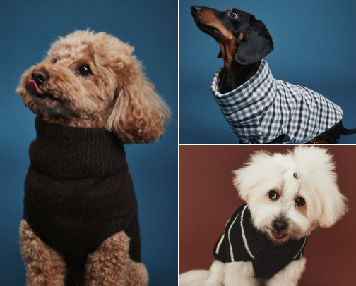 Dogs & fashion - winter edition 🐩❄️ cover photo collage