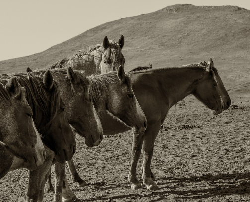 The Science of Happiness cover photo collage