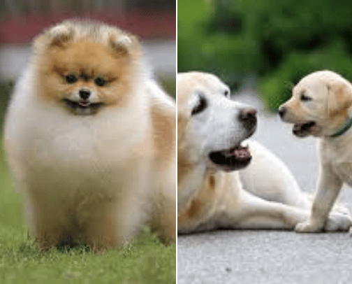 Pet shops cover photo collage