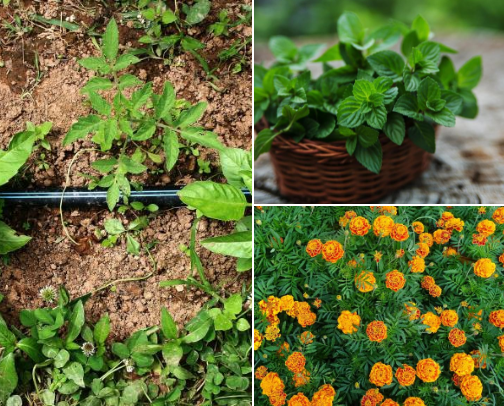 Easy-to-Grow Plants for Beginners cover photo collage