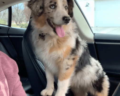 Dog Mom Necessities cover photo collage