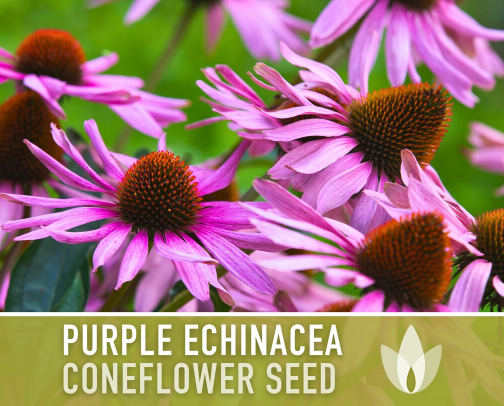 The Everybody's Guide to Planting an Herbal Garden cover photo collage