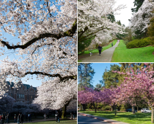 Best Seattle Cherry Blossom Locations - Bonus Food Locations Pinned cover photo collage