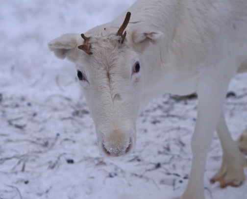Essentials for Your Lapland Holidays 2025 cover photo collage