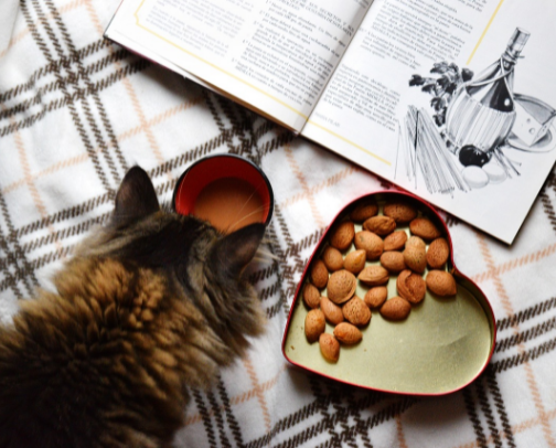 Best Kitten Food cover photo collage
