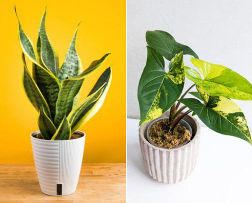 Easy plants for new gardeners cover photo collage