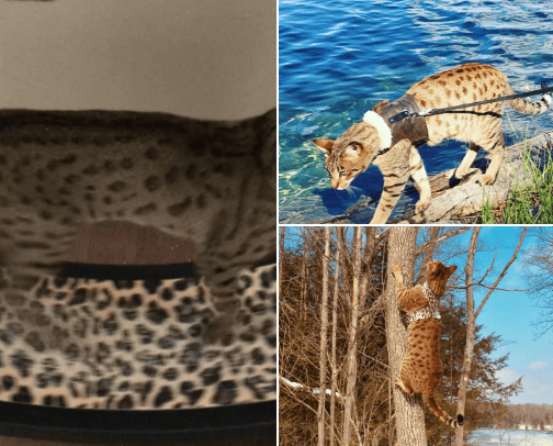 Pet Supplies cover photo collage