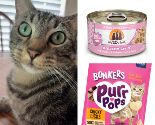 Cat Life and all things cat related for cat parents. cover photo collage