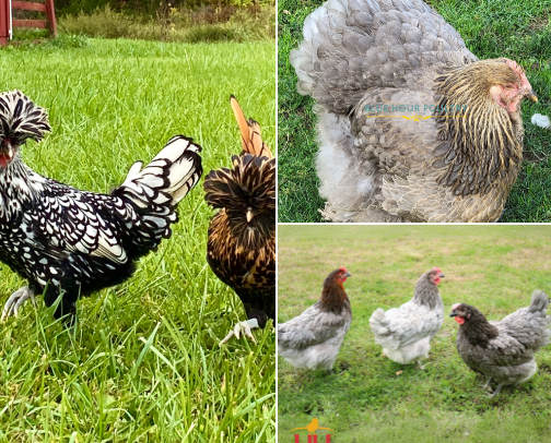 Chickens - Breeds and Where to Buy Them cover photo collage