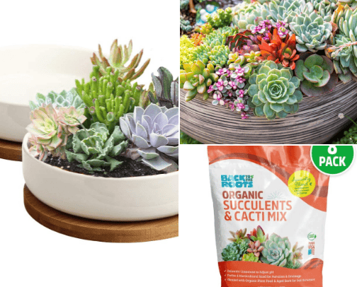 Plant Parenthood in Style! cover photo collage