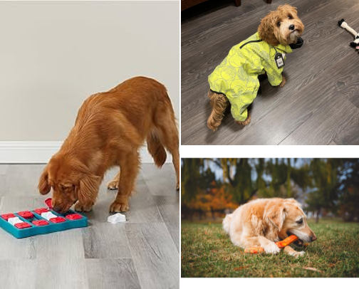 Best Dog Gear for Camping, Hiking & Road Trips (Waylon's Favourites) cover photo collage