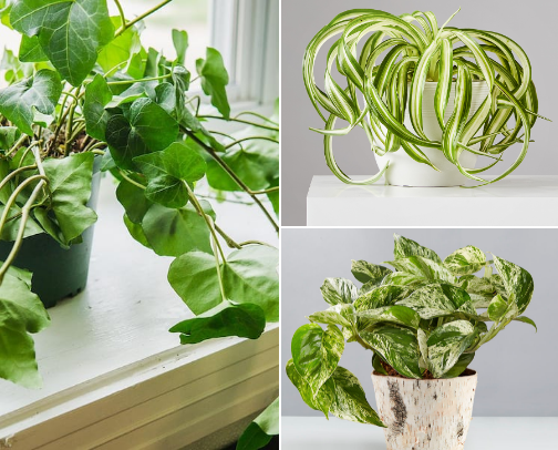 Air Purifying Plants cover photo collage