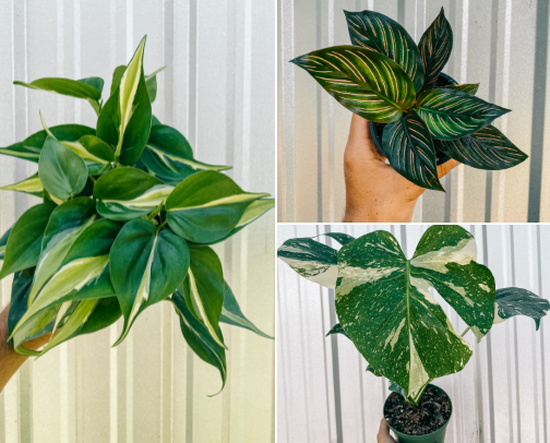 Best Sellers, Rare Finds & Essentials from BWH Plant cover photo collage