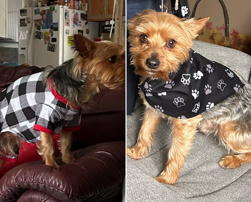 Spoiled Dog cover photo collage