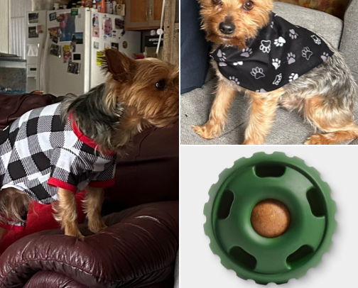 Spoiled Dog cover photo collage