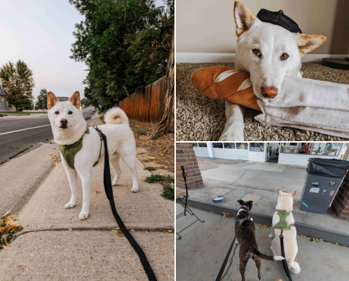 Mirio's Favorite Things 🐶 cover photo collage