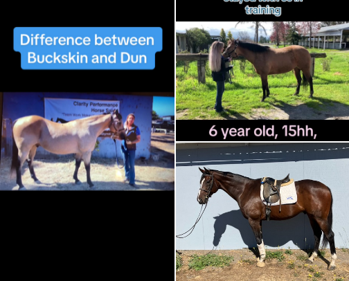 Horse Colors/Breeds simplified cover photo collage