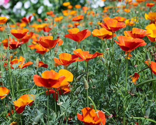 Grow From Scratch: Seeds, Starters & Garden Growing Supplies cover photo collage