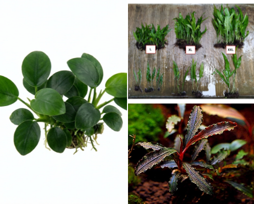 Aquatic Plants for a Beautiful Aquascape 🌿 cover photo collage