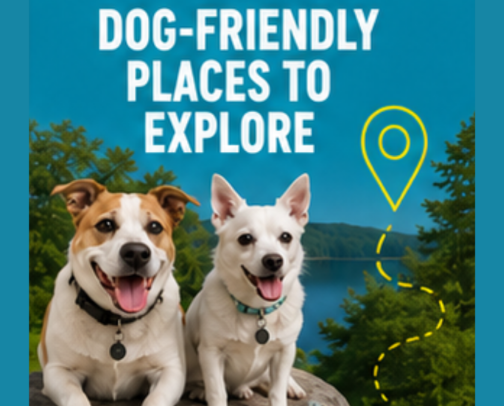 🐾 Dog-Friendly Places to Explore cover photo collage