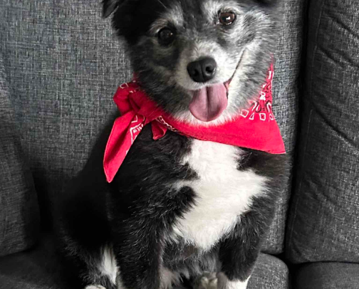 Best Dog Toys, Treats, and Essentials (Mini Aussie Approved!) cover photo collage