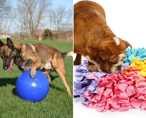 Dog Necessities! cover photo collage