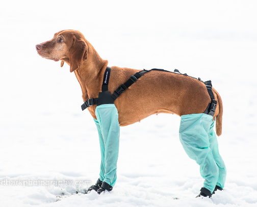 Dog Boots That Are Built To Withstand The Snow cover photo collage