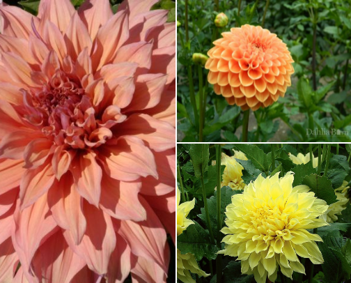 Dreaming of dahlias 🌸 cover photo collage