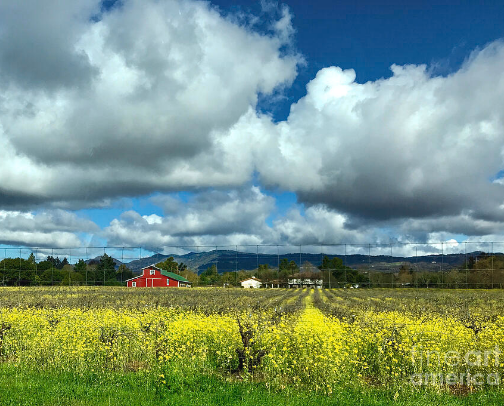 The Beauty of the Napa Valley cover photo collage