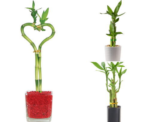 I Finally Found Indoor Plants That Grow in Water Without Any Soil cover photo collage