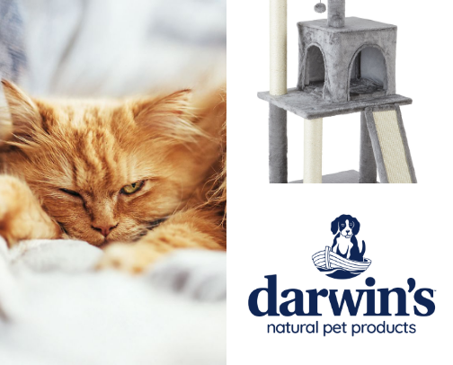Pawfect Picks🐾 cover photo collage