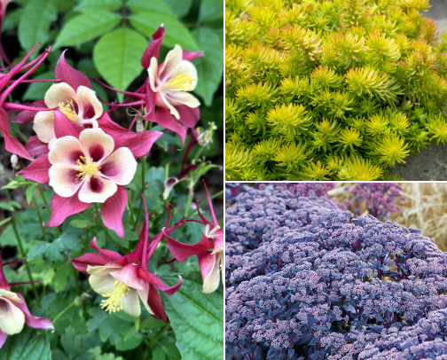 What's in My Secret Garden cover photo collage