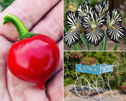 🌿🌶️ For Gardeners All Around The World! cover photo collage