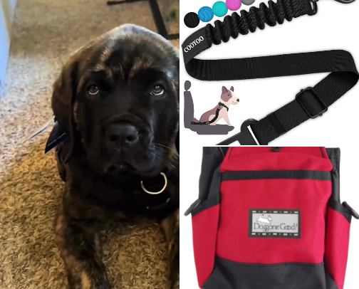 🧳 Car & Travel Essentials for Giant Puppies cover photo collage