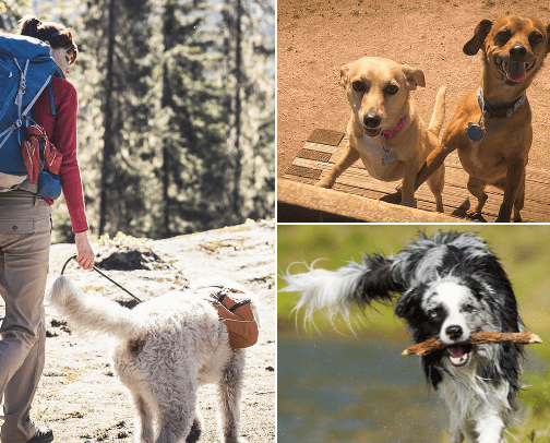 10 Fun Things To Do With Your Dog cover photo collage