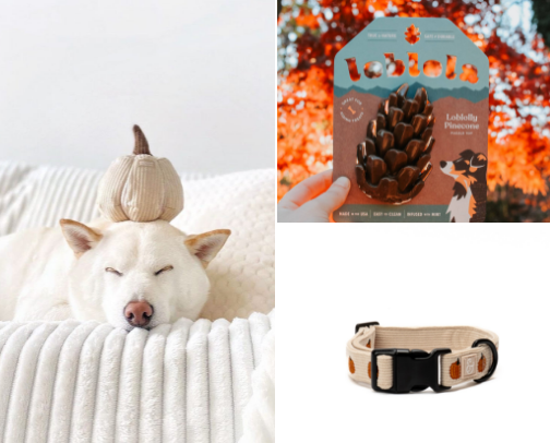 leaf peeping in VT with your pup🍁 cover photo collage